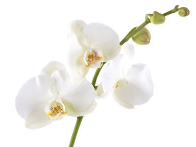Pestovanie-orchidei
