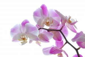 orchidea-ruzova